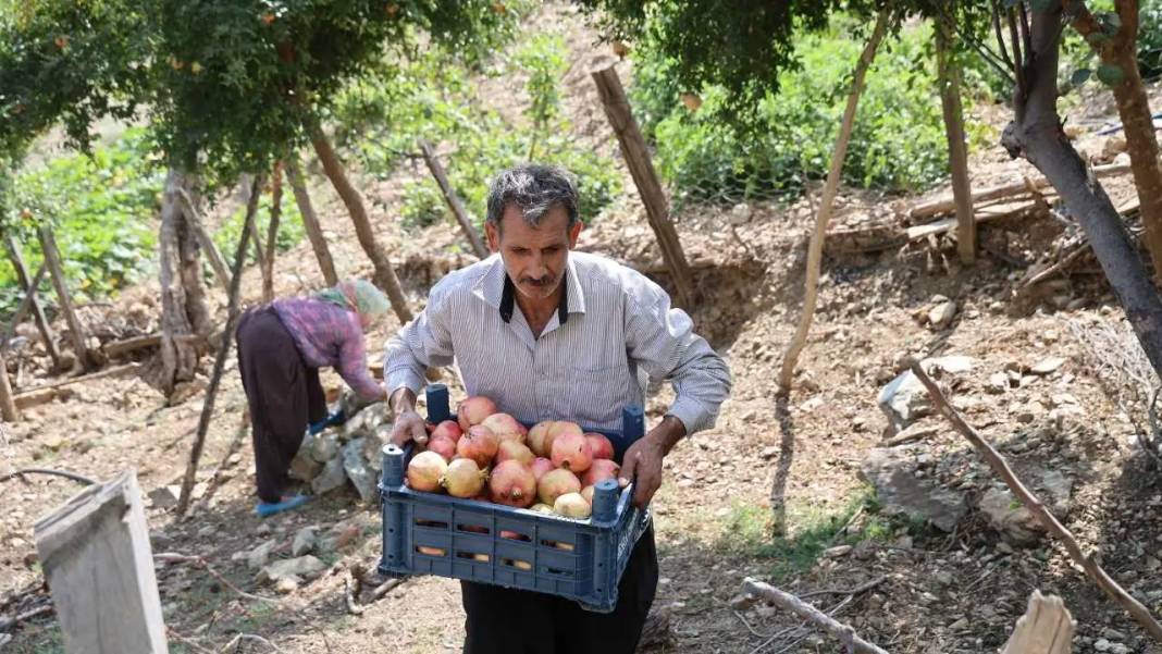 Adana'nın Tescilli Kuytucak Narında Rekolteyi Don Vurdu! Fiyatlar Uçtu 7